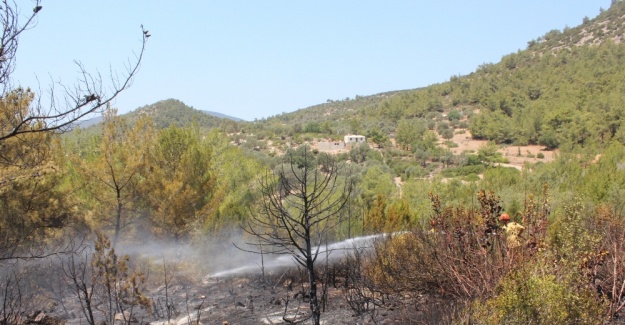 Bodrum’da 5 hektar ormanlık alan küle döndü