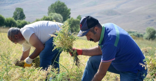 Komünist Partili belediye, nohut hasadına başladı