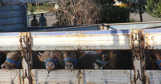 Besiciler Kurban Bayramı'ndan umutlu