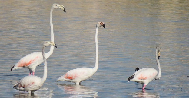 'Flamingo' diye adı değiştirilen Allı Turnalar Beyşehir Gölü'nde mola verdi