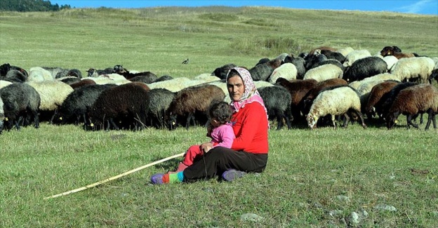 Bir keçileri bile yokken şimdi 40 koyunları var
