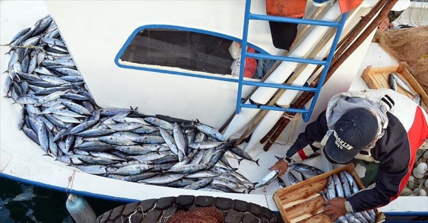 Karadeniz'de palamut bolluğu
