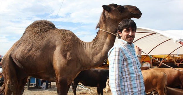 Kurban pazarındaki 'Haydar' isimli deveye büyük ilgi