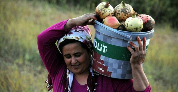 
Nar taneleri 'kınalı eller'de ekşiyor
