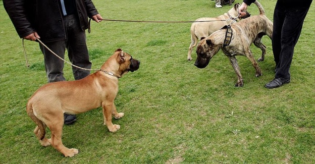 Tehlikeli köpek besleyene 16 bin lira ceza
