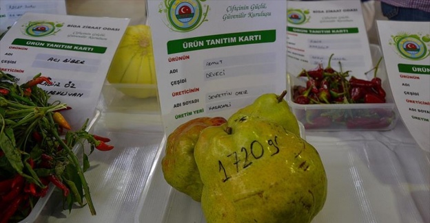 1 kilo 720 gram ağırlığında armut yetiştirdi
