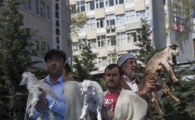 Ankara'nın merkezine "koyun sürüsü" indi