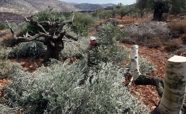 Yahudi yerleşimciler 300 zeytin ağacını kesti