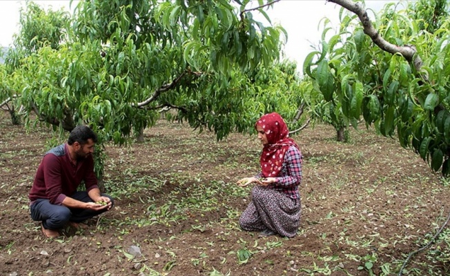 Elazığ'da ceviz büyüklüğünde dolu ekinlere zarar verdi