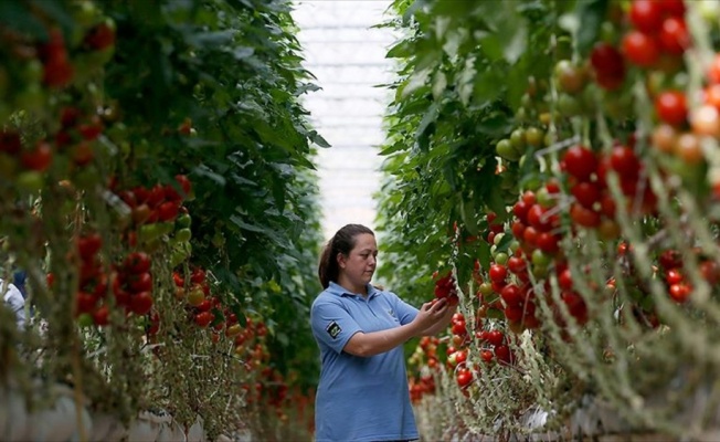 Hava kargo en çok domates ihracatçısını sevindirecek