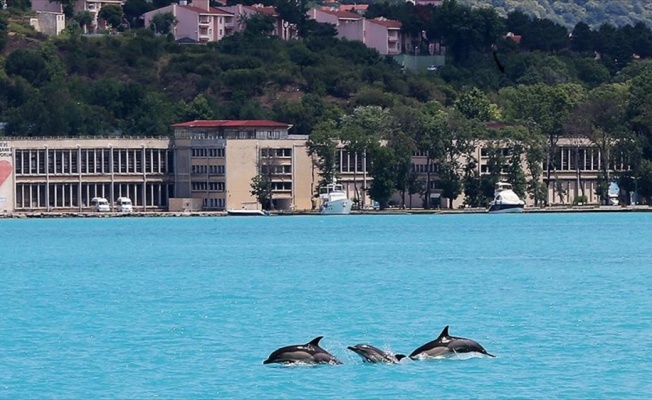 Yunuslar İstanbul Boğazı’ndan böyle geçti