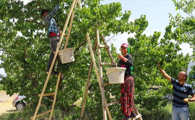 'Doğu'nun Çukurovası' mevsimlik işçilerin ekmek kapısı