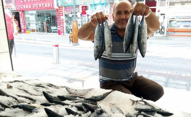 Sezonun ilk palamutları tezgahlardaki yerini aldı