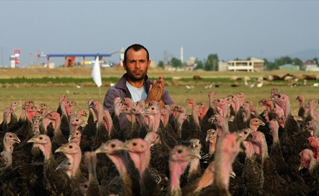 Memleket hasreti çiftlik sahibi yaptı