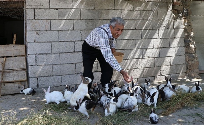 Tavşan yetiştirme hobisi ekmek kapısı oldu