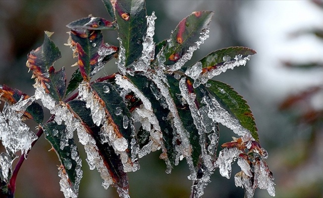 Meteorolojiden 5 il için zirai don uyarısı