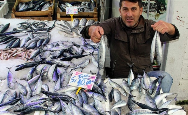 Palamudun tane fiyatı 2 liraya geriledi