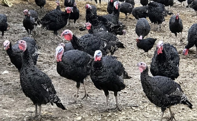 Doğal ürünlerle yetiştirilen Kandıra hindisi sofraları süsleyecek