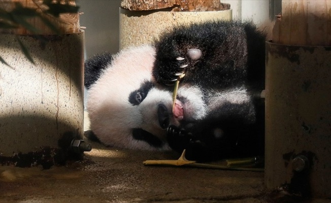 Japonya&#039;da panda yavrusu görücüye çıktı