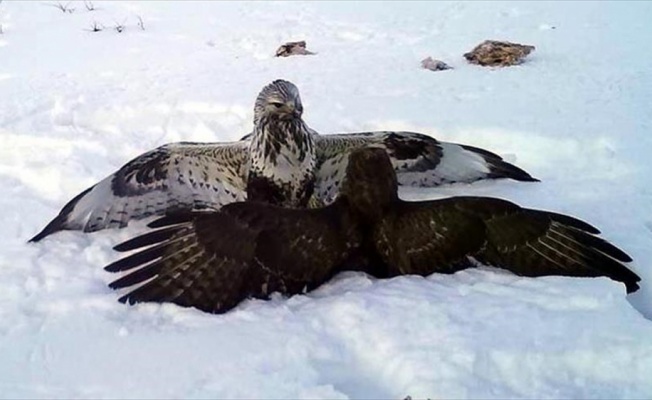 Yabani hayvanların yiyecek çilesi fotokapana yansıdı