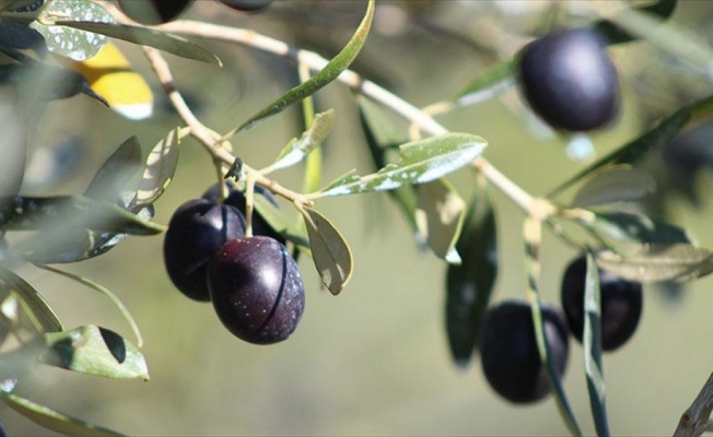 Zeytindeki verimi ağaç başına 5 kilo artıracaklar