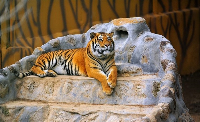 Gaziantep Hayvanat Bahçesi 3,5 milyon turisti ağırladı