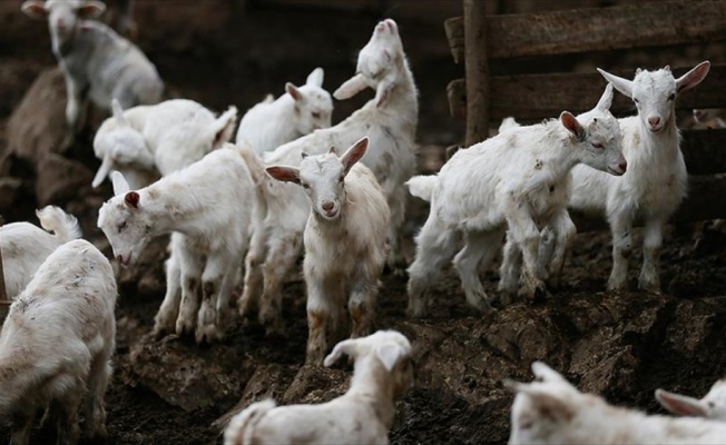 Keçi ıslahı projesinde ilk yavrular alındı