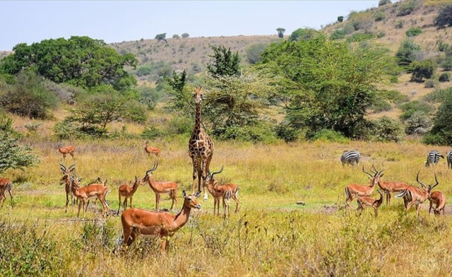 Kenya'da başkentin göbeğinde safari heyecanı