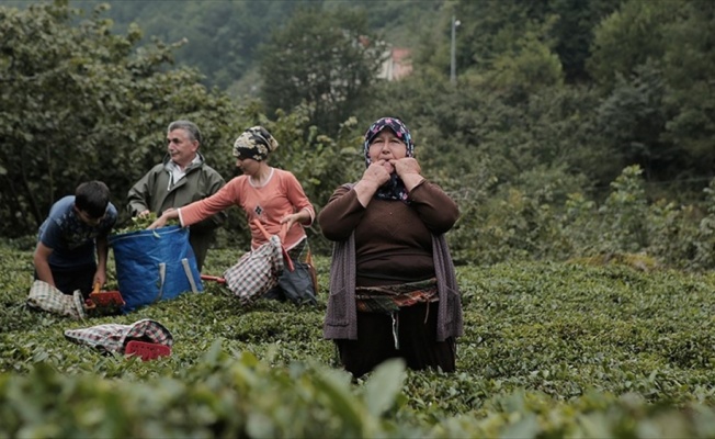 Kuş dilinin alfabesi oluşturulacak