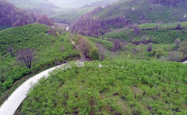 Karadeniz 'yeşil deniz' gibi