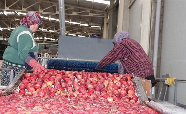 Rusya'ya ihracata elma ve nar katkısı