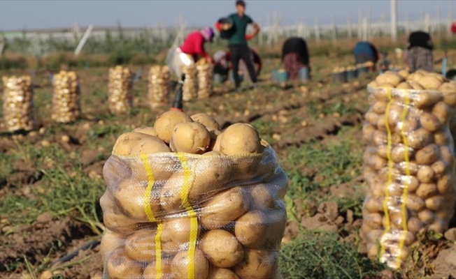 Patates fiyatına 'yazlık hasat' freni