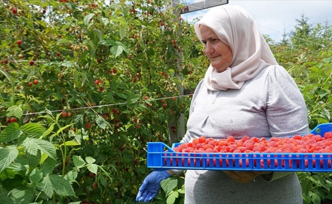 TİKA'nın Sırbistan'daki ahududu çiftliklerinde hasat vakti