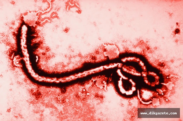 Ebola&#039;yı &#039;süper dağıtıcılar&#039; yaydı