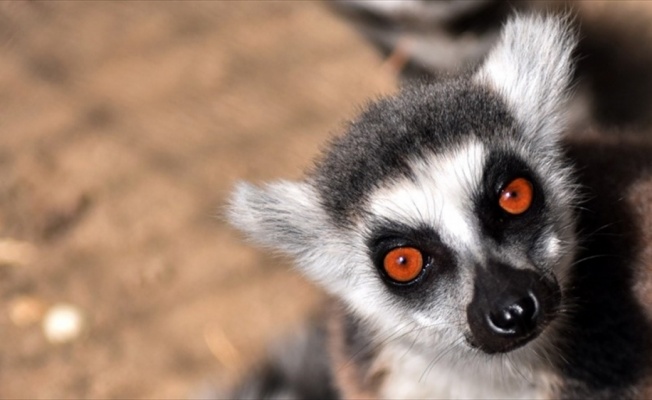 Lemur türlerinin çoğunun nesli tükenme tehlikesinde