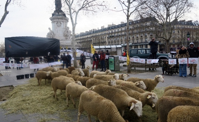 Paris’in göbeğinde koyunlu gösteri