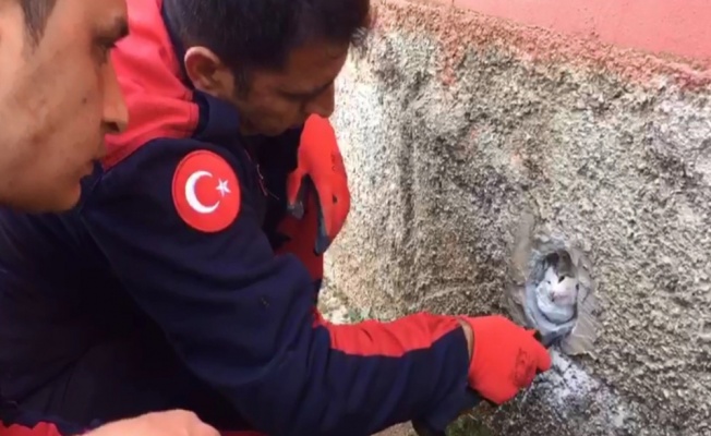 Duvardaki oyuğa sıkışan kedi böyle kurtarıldı