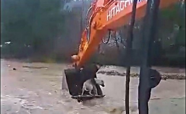 İzmir’de bir köpek sel sularından kurtarıldı