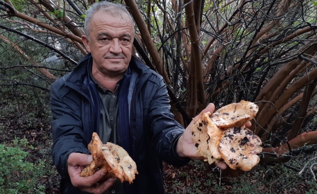 Yağmurun ardından ilk güneşte ormana ’mantar’ yolculuğu