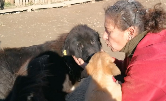 Doğuştan gözleri olmayan köpeğe evladı gibi bakıyor