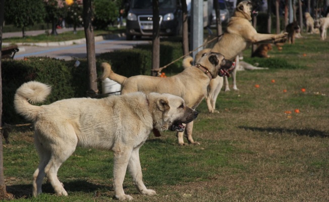 Köpekler jüri önüne çıktı