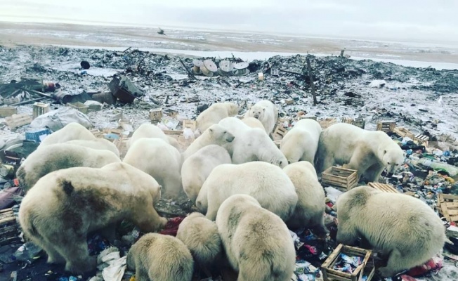 Rusya’da kutup ayıları şehre indi