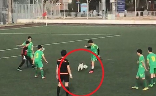 Sahaya giren köpek topu bırakmadı