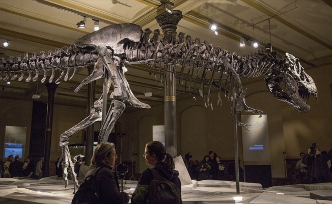 Dinozorların Kralı! Kanada&#039;da dünyanın en büyük ve en yaşlı T-rex fosili bulundu