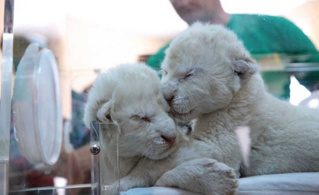 Kırım’da 2 beyaz aslan doğdu