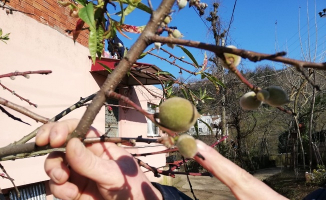 Şeftali mart ayında meyve verdi