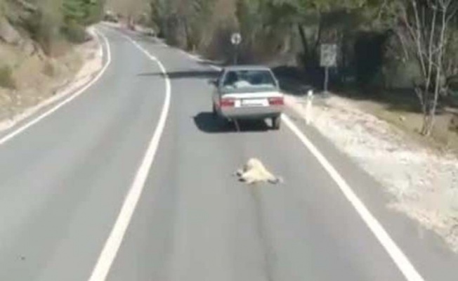 Vicdansız köpeği otomobile bağlayıp sürükledi