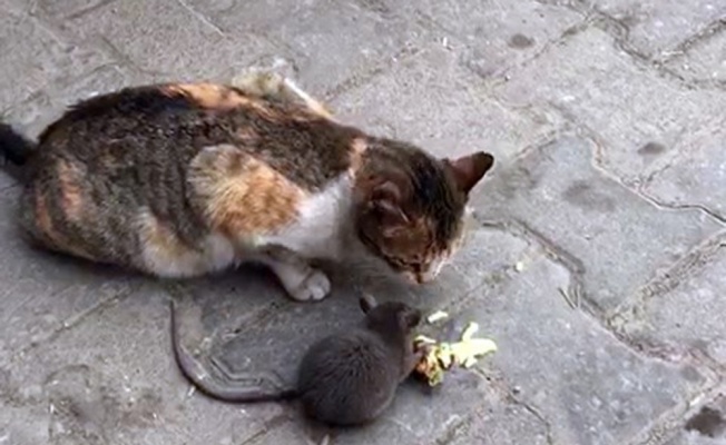 Açlık kedi ile fareyi bile dost etti