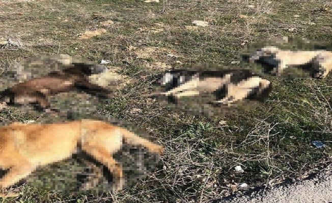 Ankara’da 4 köpek daha zehirlenerek telef edildi