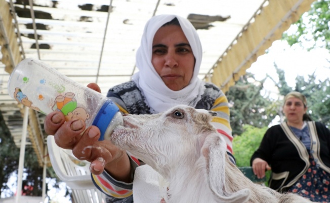 Annesi ölen keçiyi bebekleri gibi besliyorlar